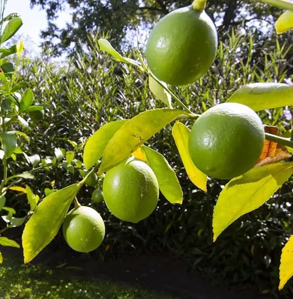 Kagaji_Lemon_Plant_|_Grafted_And_Hybrid_Plants_(1.5_-_2_Feet_Height)
