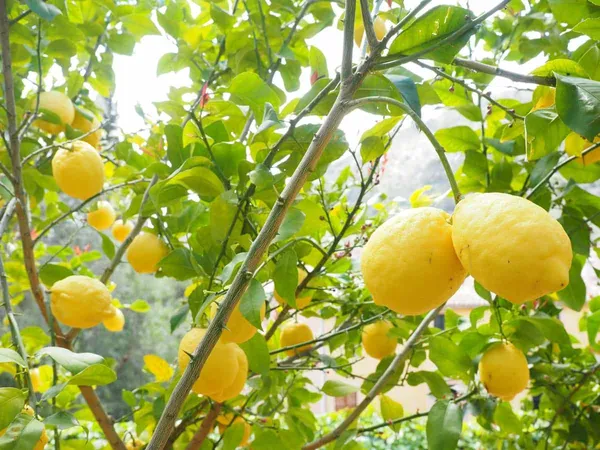 Kagaji_Lemon_Plant_|_Grafted_And_Hybrid_Plants_(1.5_-_2_Feet_Height)