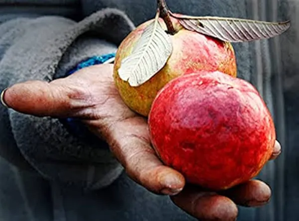 Allahabad_Surkha_Guava_|_Grafted_And_Hybrid_Plant_(2_Feet_Height_)
