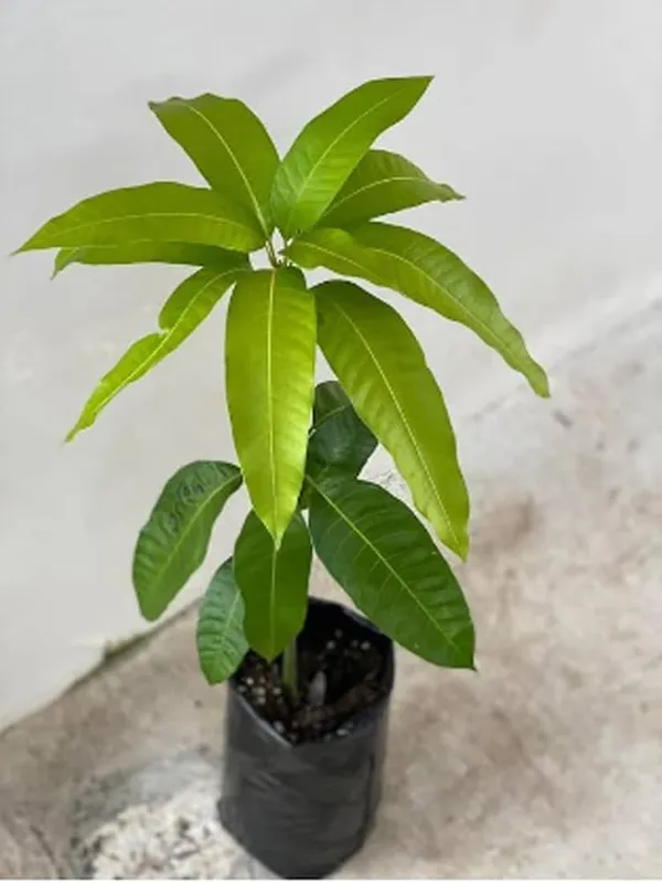 Sidur_Kouta_Mango_|_Grafted_And_Hybrid_Plants