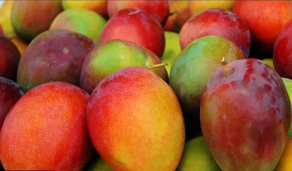 Sidur_Kouta_Mango_|_Grafted_And_Hybrid_Plants