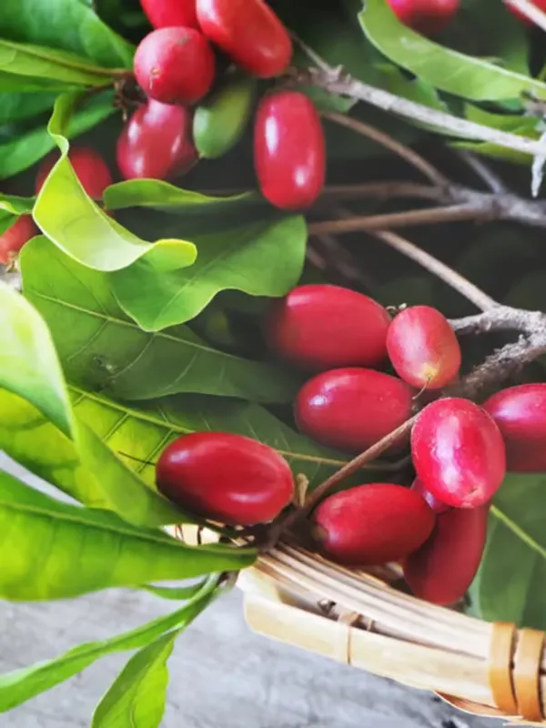 Miracle_Berry_Cherry_|_Grafted_And_Hybrid_Plants