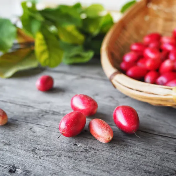 Miracle_Berry_Cherry_|_Grafted_And_Hybrid_Plants