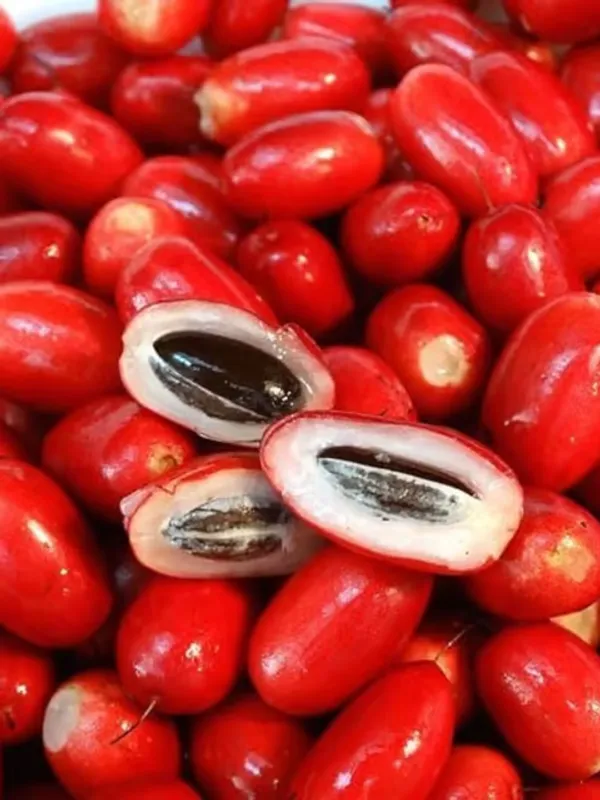 Miracle_Berry_Cherry_|_Grafted_And_Hybrid_Plants