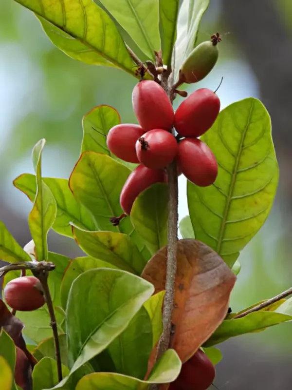 Miracle_Berry_Cherry_|_Grafted_And_Hybrid_Plants