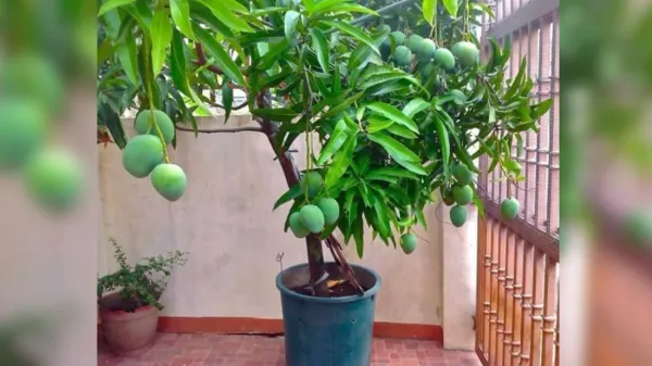 Katimon_Mango_Plant_,Best_All_Time_Veriety_For_Pot