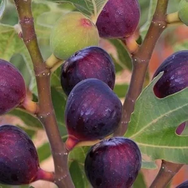 5_Finger_Fig_Plant_|_Grafted_And_Hybrid_Plant