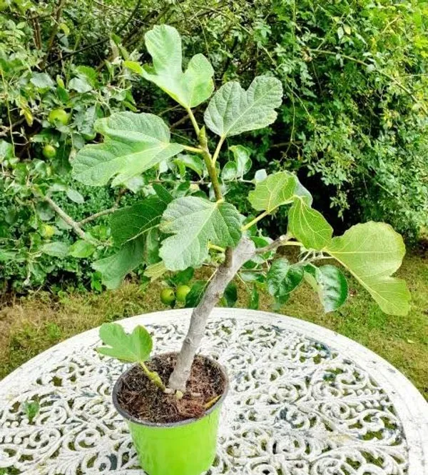 5_Finger_Fig_Plant_|_Grafted_And_Hybrid_Plant