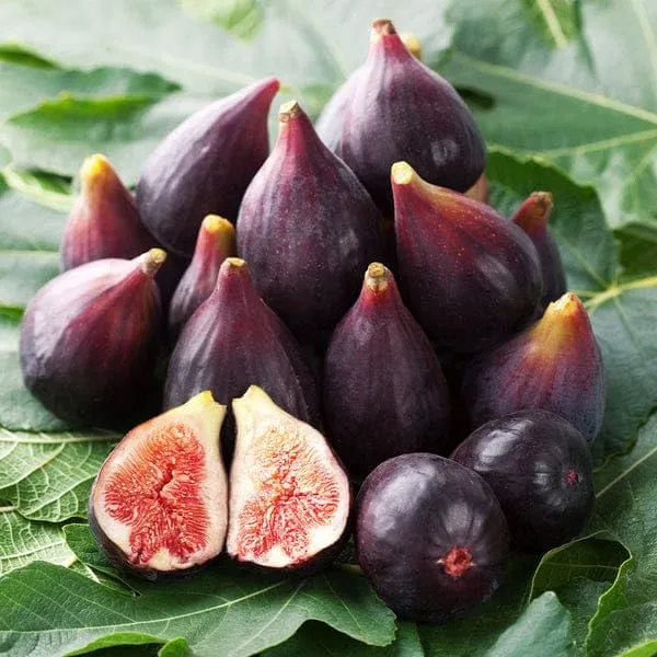 5_Finger_Fig_Plant_|_Grafted_And_Hybrid_Plant