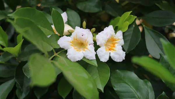 China_Doll_Flower_Plant