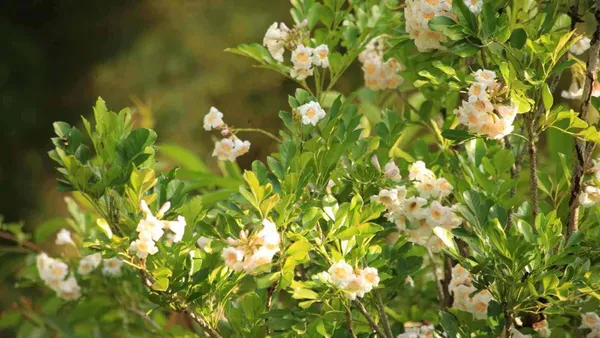 China_Doll_Flower_Plant