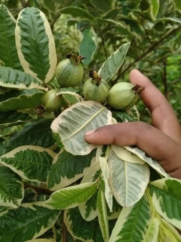 Variegated_Guava_Plant_|_Grafted_And_Hybrid_Plants_(2_Feet_Height)