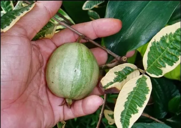 Variegated_Guava_Plant_|_Grafted_And_Hybrid_Plants_(2_Feet_Height)