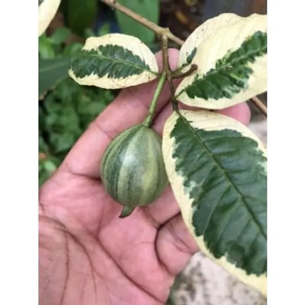 Variegated_Guava_Plant_|_Grafted_And_Hybrid_Plants_(2_Feet_Height)