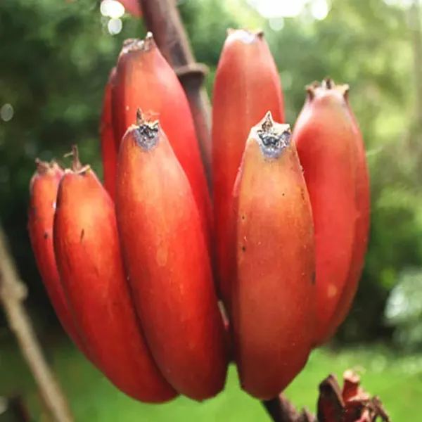 Thai_K-99_Tissue_Culture_Banana