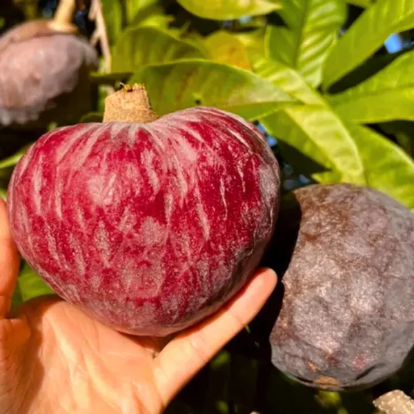 Custard_Apple_Plant_|_Grafted_And_Hybrid_Plants_|_1-1.5_Feet_Height
