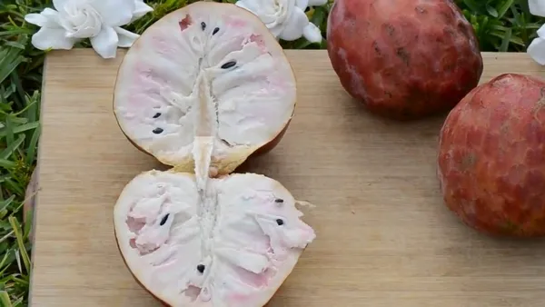 Custard_Apple_Plant_|_Grafted_And_Hybrid_Plants_|_1-1.5_Feet_Height