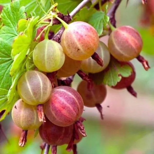 Red_Amla_Plant_|_Grafted_And_Hybrid_Plants
