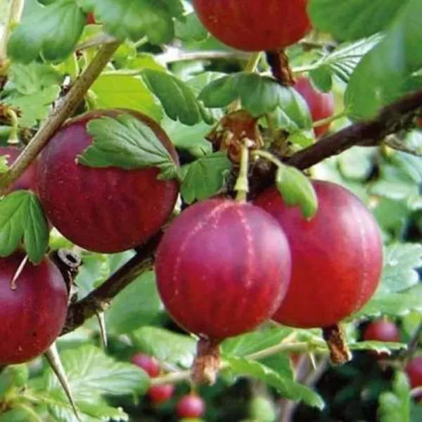 Red_Amla_Plant_|_Grafted_And_Hybrid_Plants