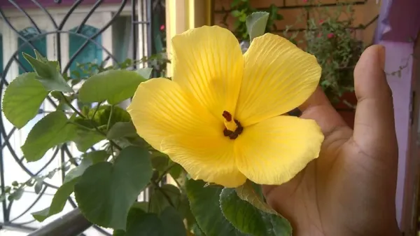 Yellow_Land_Lotus_All_Time_Flowering_Plant
