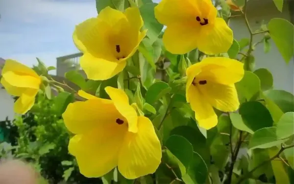 Yellow_Land_Lotus_All_Time_Flowering_Plant