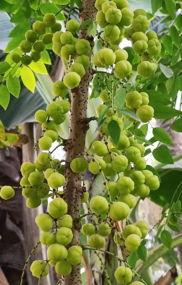 Gooseberry_Plant_|_Grafted_And_Hybrid_Plants