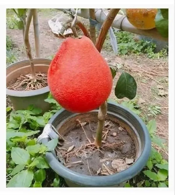 Red_Pomelo_Plant_|_Grafted_And_Hybrid_Plants