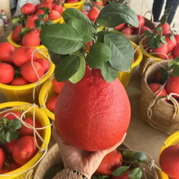 Red_Pomelo_Plant_|_Grafted_And_Hybrid_Plants