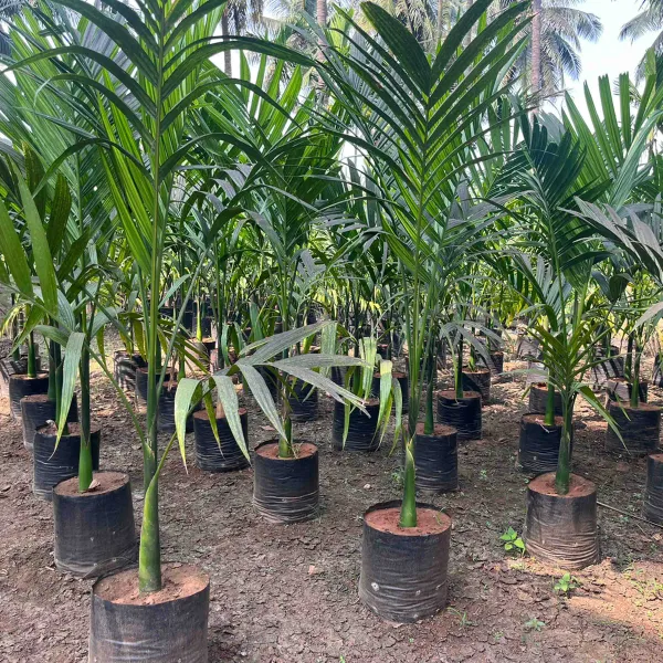 Short_Time_Given_Betel_Nut_For_Home_Garden