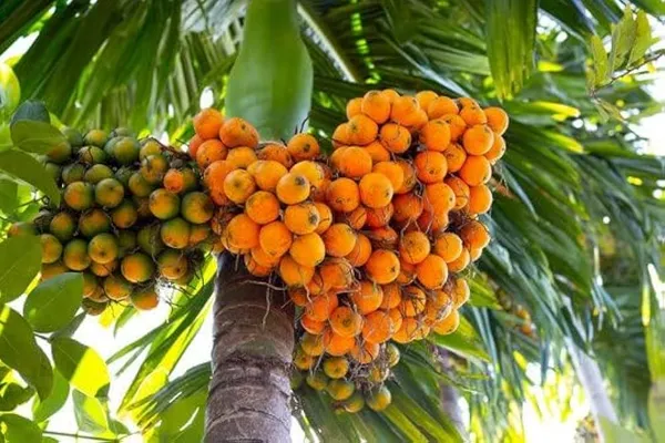 Short_Time_Given_Betel_Nut_For_Home_Garden
