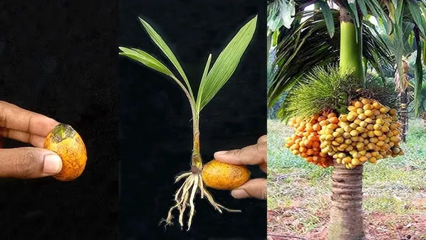 Short_Time_Given_Betel_Nut_For_Home_Garden