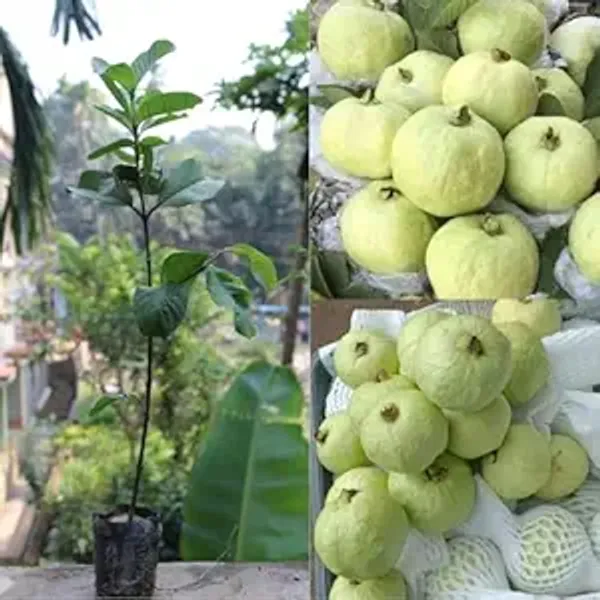 Guava_Plant_|_Grafted_And_Hybrid_Plants_(2_Feet_Height)