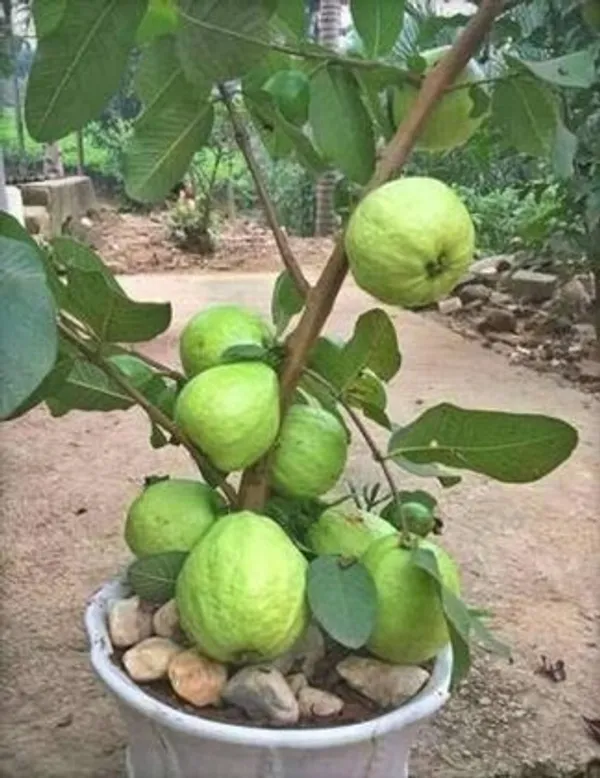 Guava_Plant_|_Grafted_And_Hybrid_Plants_(2_Feet_Height)