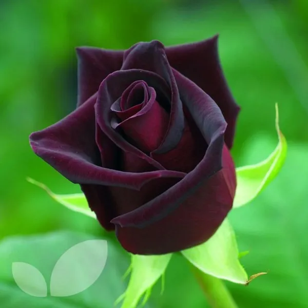 Black_Baccara_Roses_Flower_Plant
