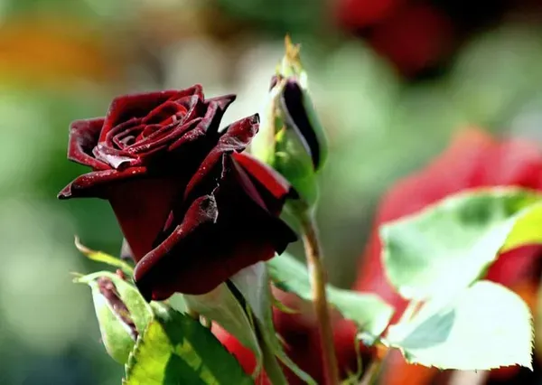 Black_Baccara_Roses_Flower_Plant