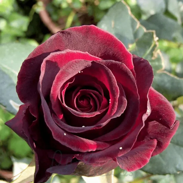 Black_Baccara_Roses_Flower_Plant