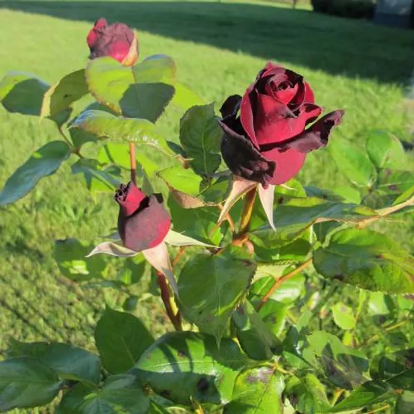 Black_Baccara_Roses_Flower_Plant