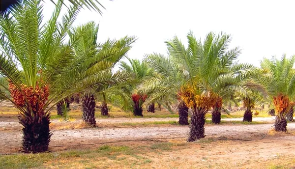 Medjool_date_Plant