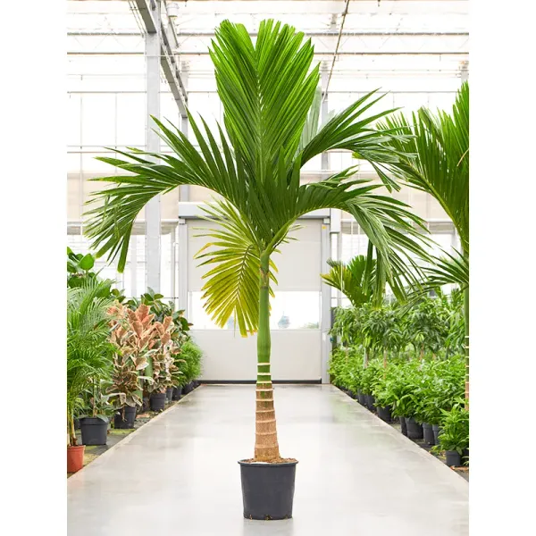 Short_Time_Betel_Nut_Live_Plant