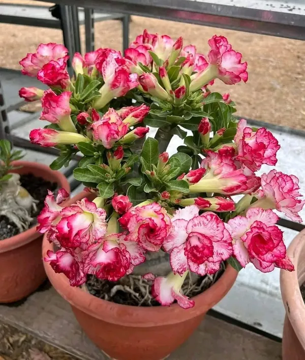 Rose_Pink_With_White_Adenium_(2_Feet_Height)