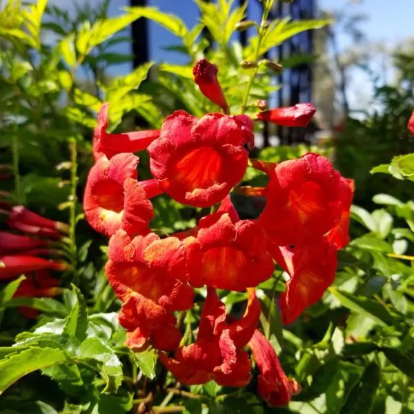 Red_Tacoma_Gardening_Flower_Plant