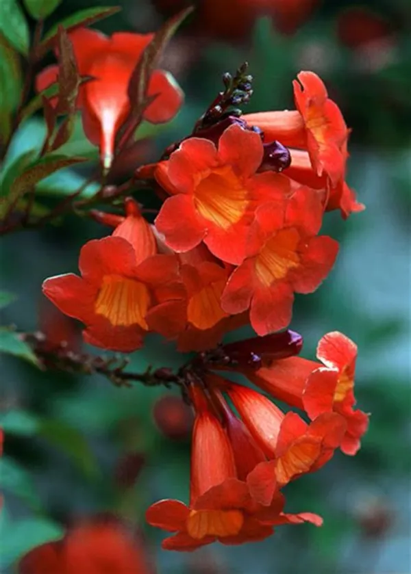 Red_Tacoma_Gardening_Flower_Plant