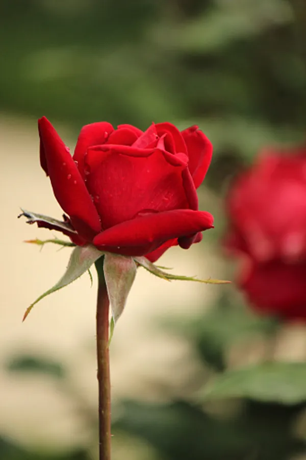 Victor_Hugo_Roses_Flower_Plant