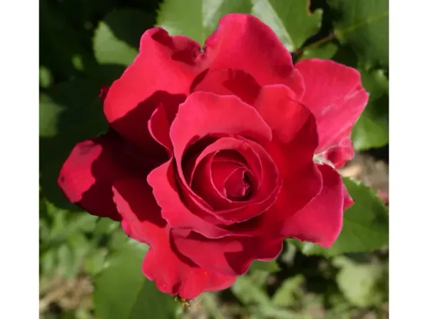Victor_Hugo_Roses_Flower_Plant