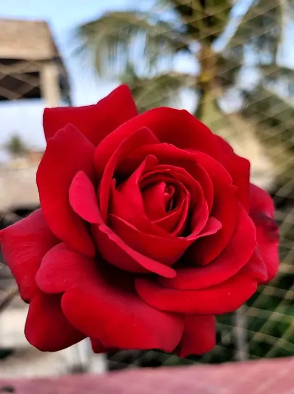Victor_Hugo_Roses_Flower_Plant