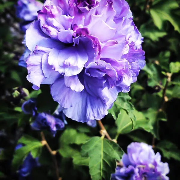 Blueberry_Hibiscus_Flower_Plant_(2_Feet_Height)