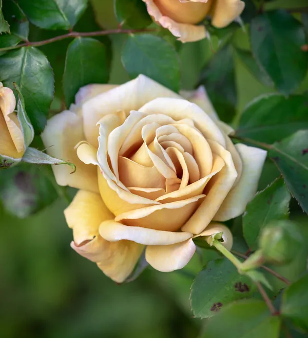 Honey_Dijon_Roses_Flower_Plant