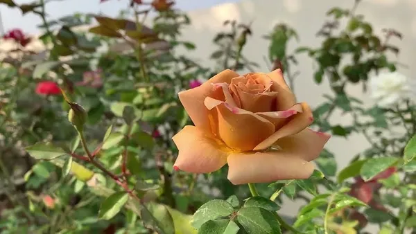 Honey_Dijon_Roses_Flower_Plant