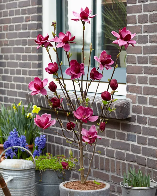 Magnolia_Liliiflora_Genie_Plant_(2_Feet_Height)