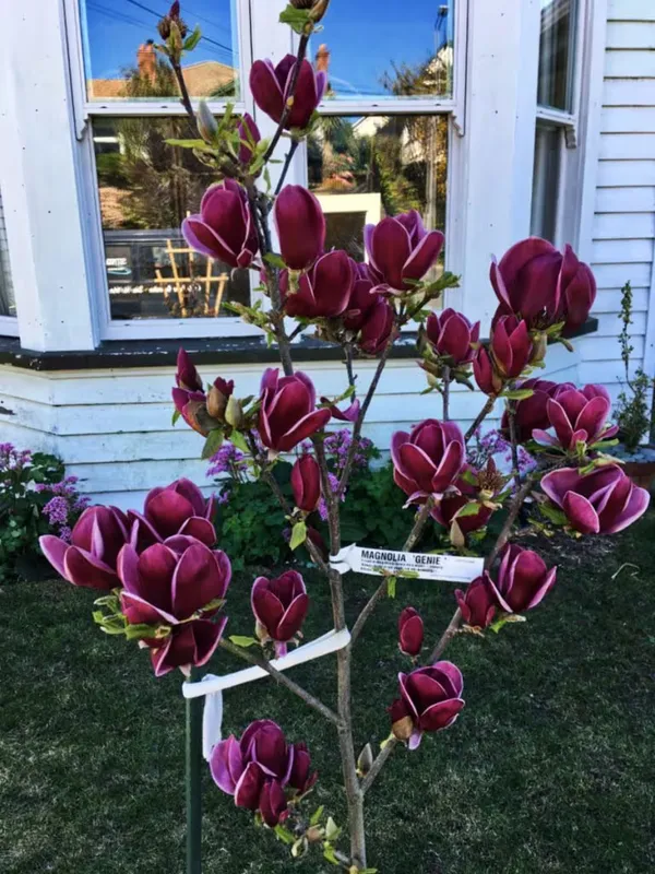 Magnolia_Liliiflora_Genie_Plant_(2_Feet_Height)